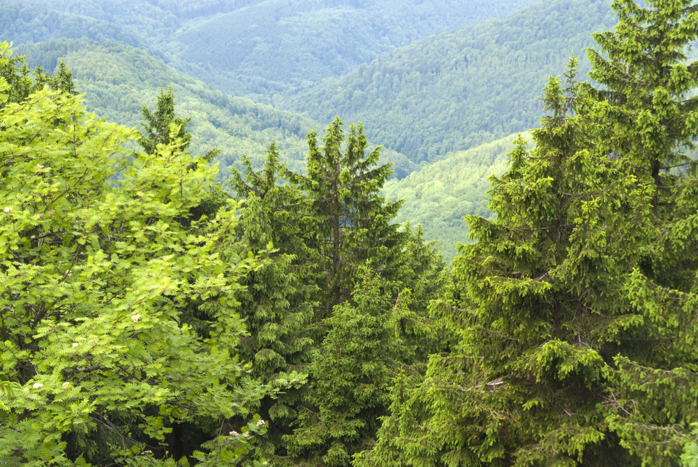 Waldkamm am Rennsteig mit Wegemarkierung